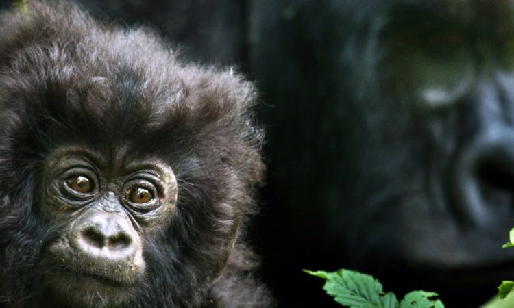 Gorilla Species - Types of Gorillas in Africa