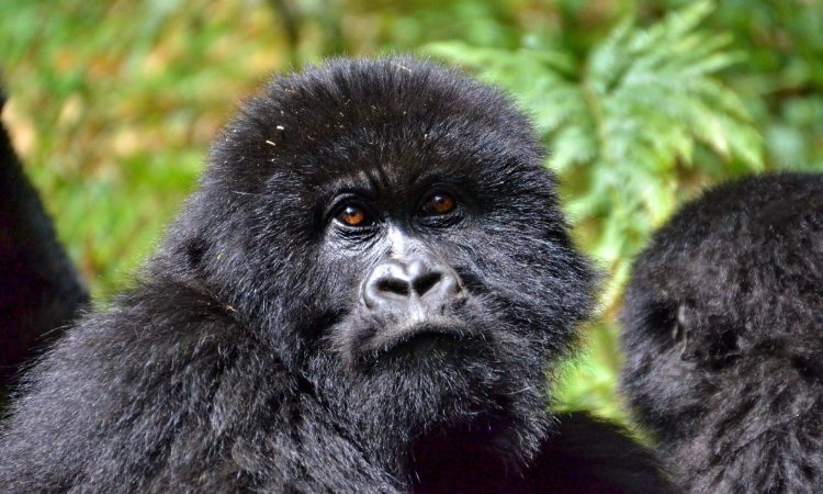 Cost of Gorilla Trekking in Uganda & Rwanda