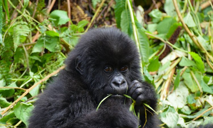 11 Gorilla Trekking Rules & Regulations to Follow