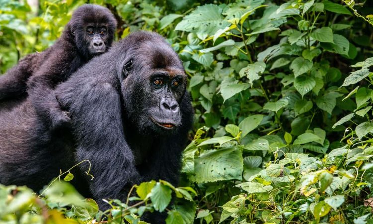 Mountain Gorilla Reproduction & Mating Habits