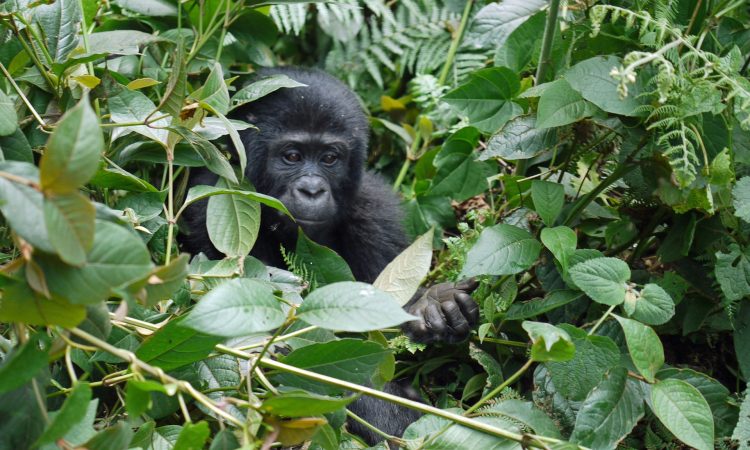 Nkuringo Gorilla Permits