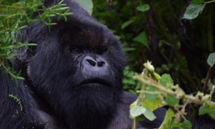 Ruhija Gorilla Permits