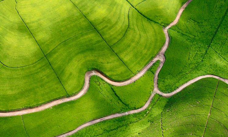Nyungwe Forest National Park