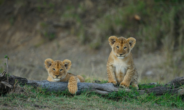 7-Day Rwanda Gorillas & Masai Mara Safari