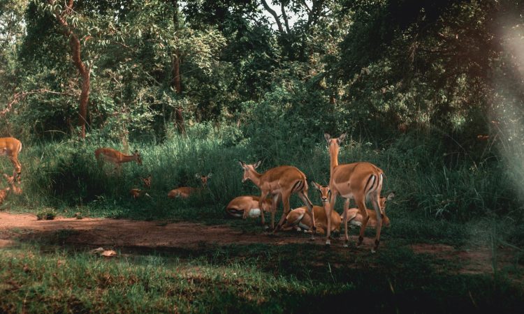 8 Days Classic Rwanda Safari Tour