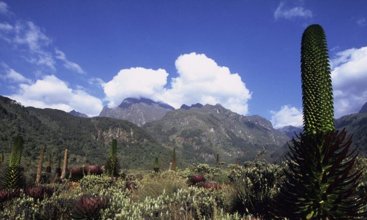 8 Days Uganda Gorillas & Mount Rwenzori Hiking Safari