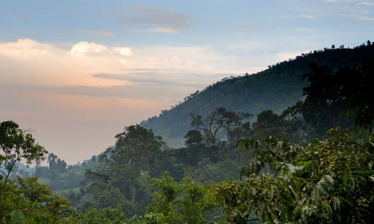 How to Save on Gorilla Trekking in Bwindi - Budget Travel Tips Uganda
