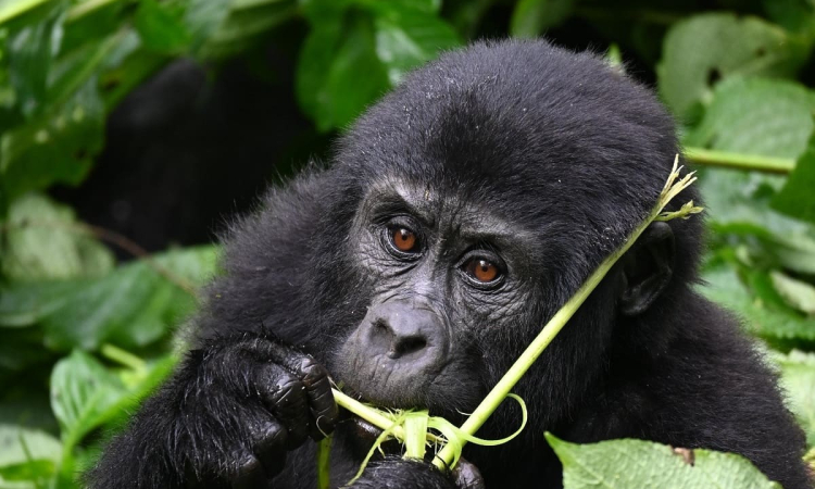 East African Gorilla Safaris