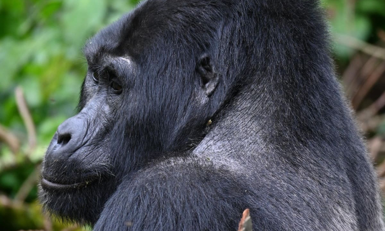 Rwanda Gorilla Safaris