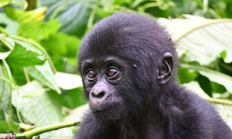 Uganda Gorilla Safaris